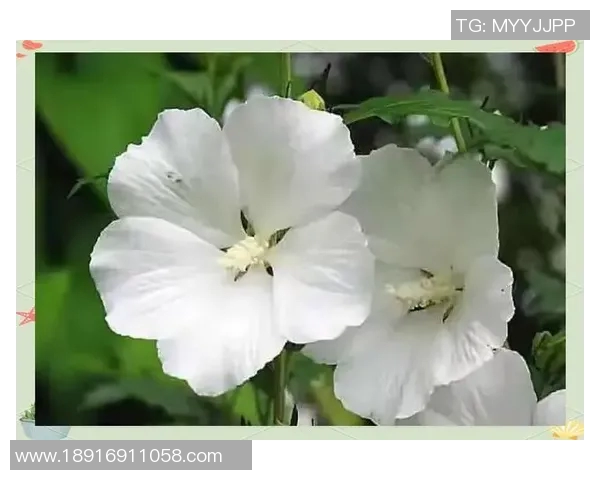 何思雨:在风雨中绽放的坚韧与勇气的故事